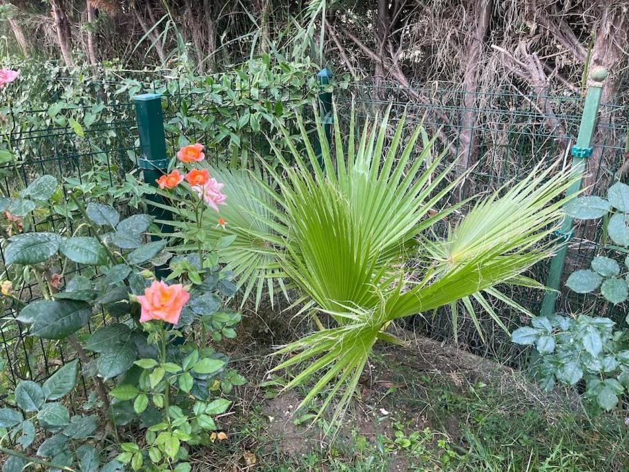 Near Beach, With Garden Golem (Tirana)